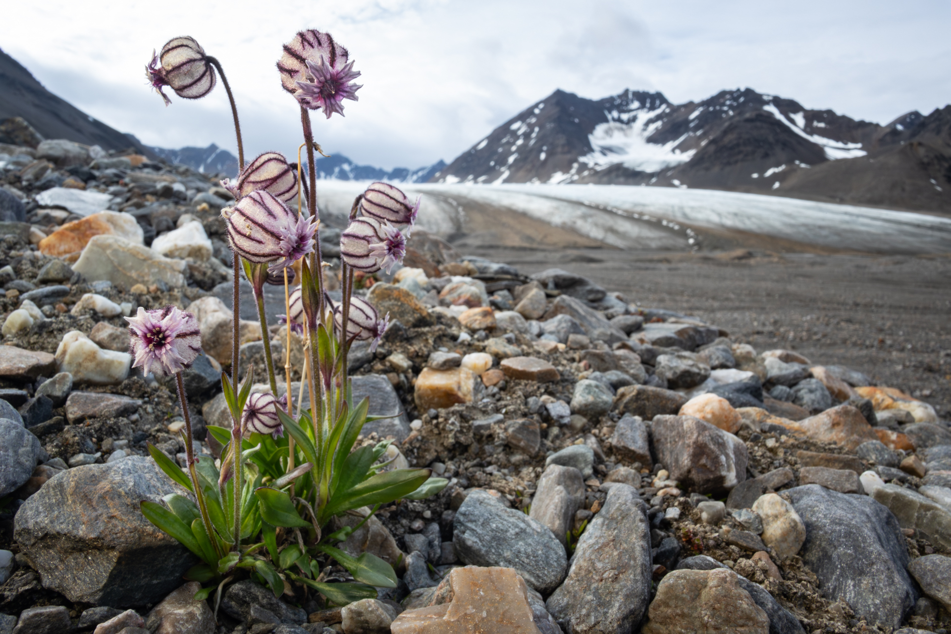 Svalbard-4