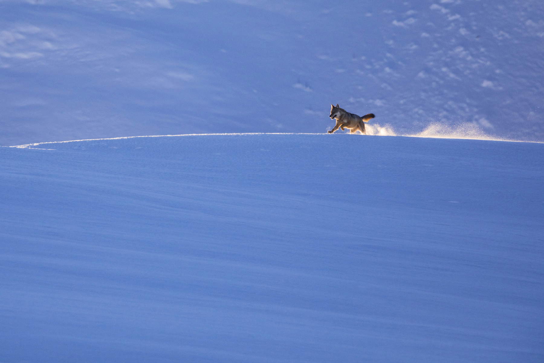 lupo_ph.Bruno D'Amicis (2)