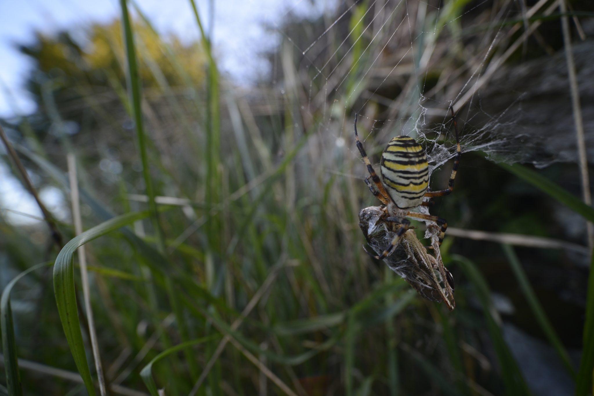 Argiope bruennichi