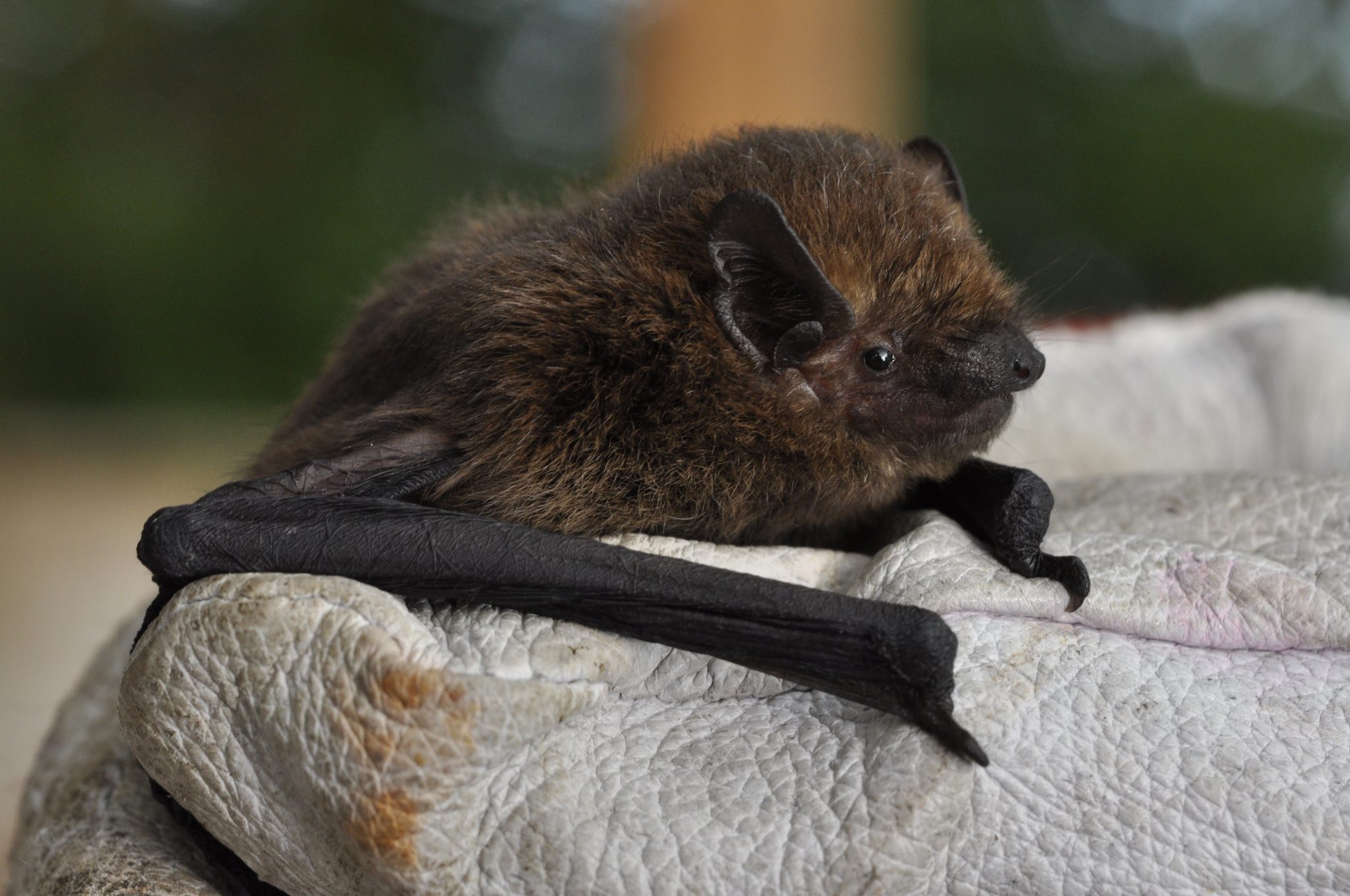 Fedrigotti 2. Pipistrello