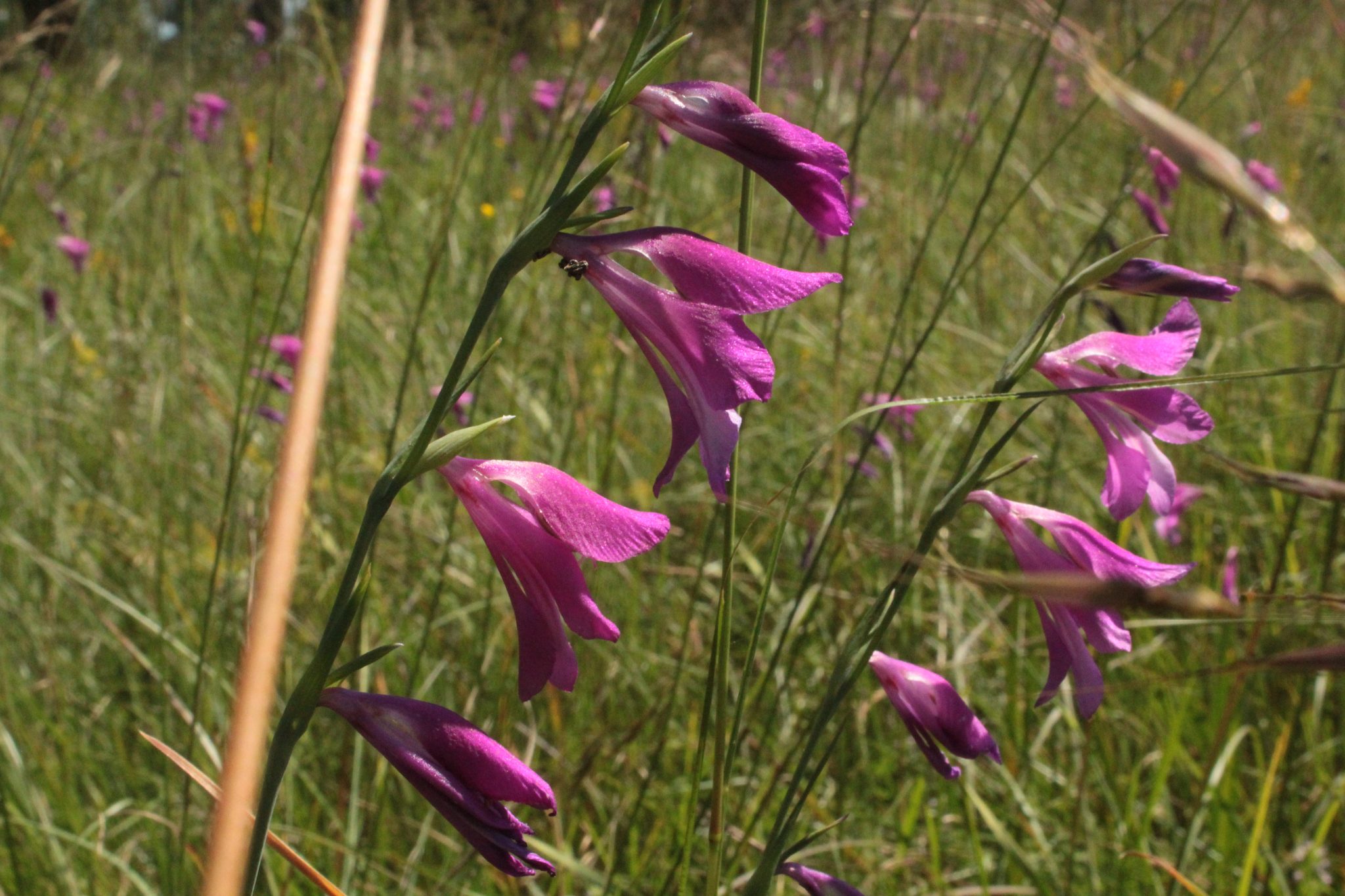 Gladiolus plaustris