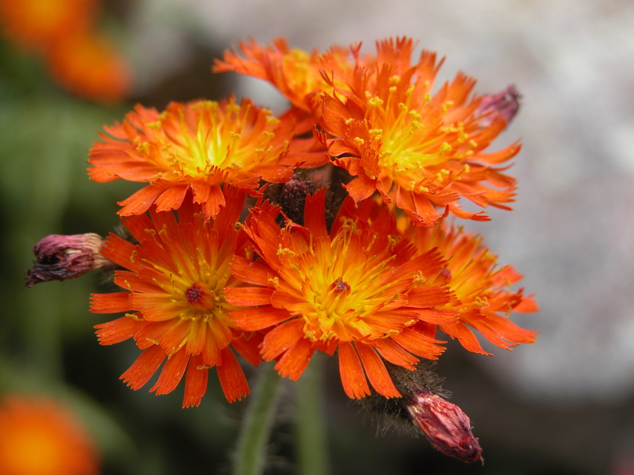 hieracium aurantiacum L.